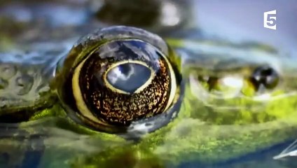 Mante orchidée  la pire des impostures - ZAPPING SAUVAGE