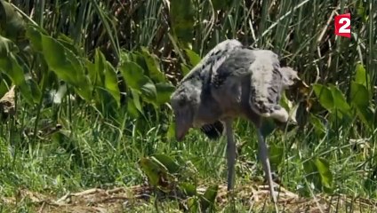 Cet oiseau géant révèle son côté obscur - ZAPPING SAUVAGE