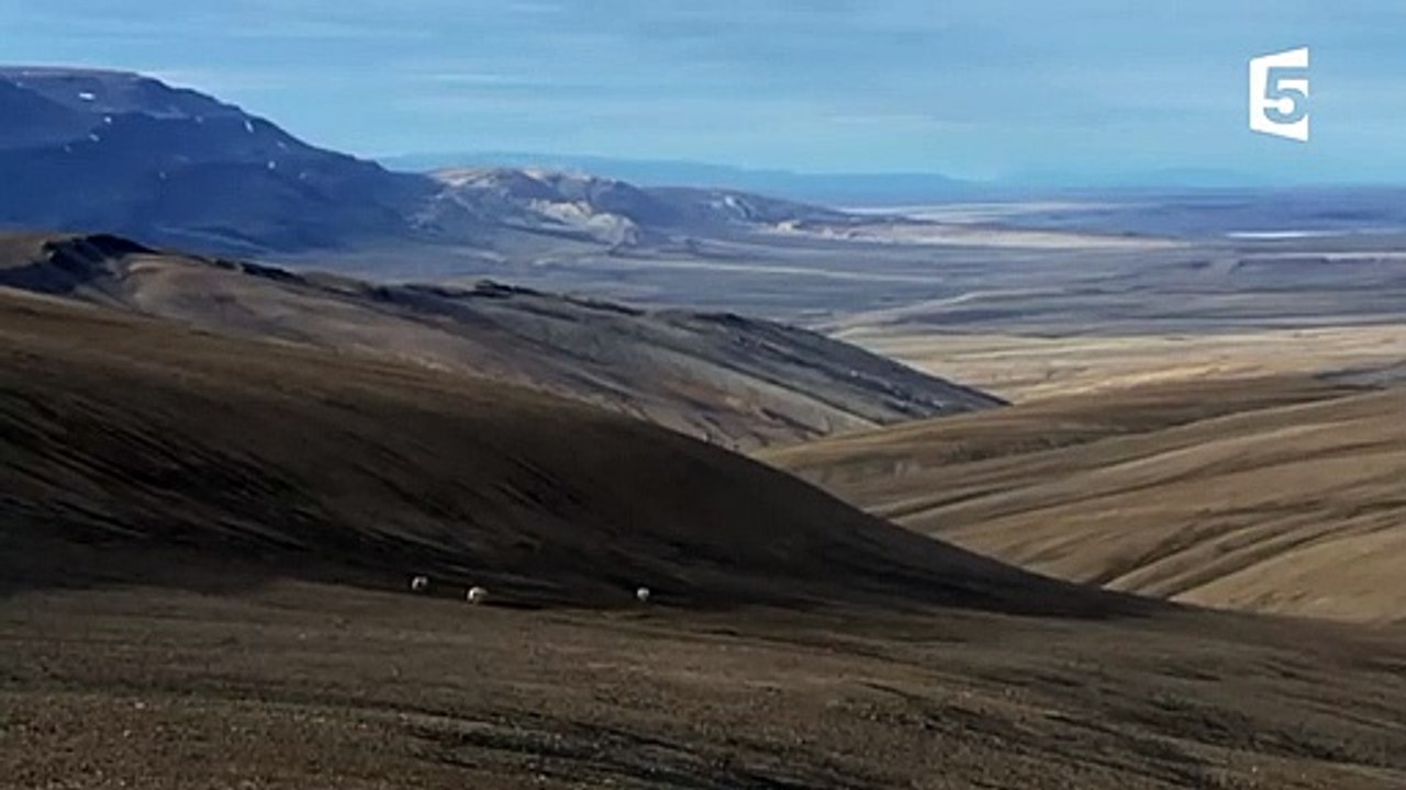 Loups VS bœufs musqués - ZAPPING SAUVAGE