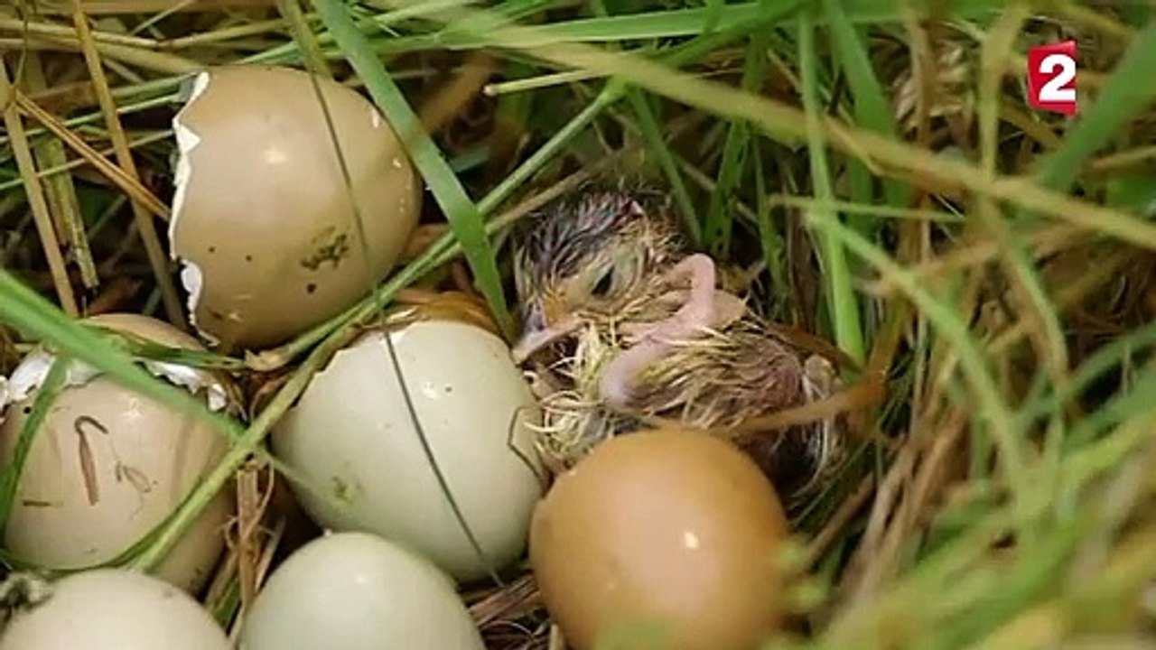 Éclosion d'un oeuf de faisan en direct - ZAPPING SAUVAGE - video ...