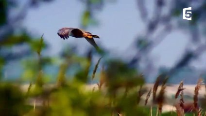 Cet oiseau se travestit pour séduire  - ZAPPING SAUVAGE