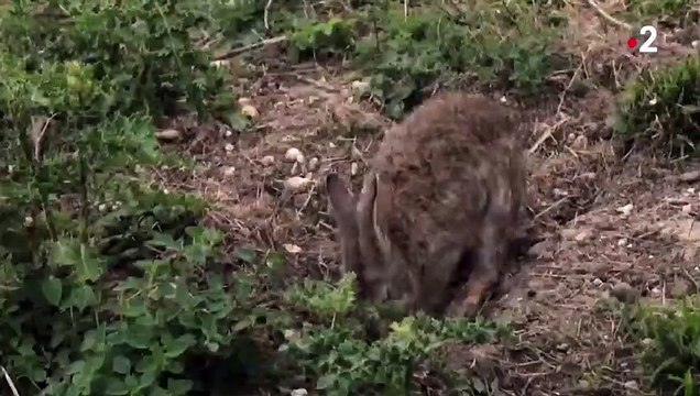 Lapins & lapereaux - ZAPPING SAUVAGE