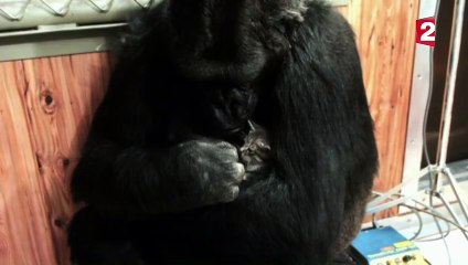 Koko le gorille et son chaton - ZAPPING SAUVAGE