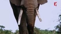 Combat d'éléphants impressionnant - ZAPPING SAUVAGE