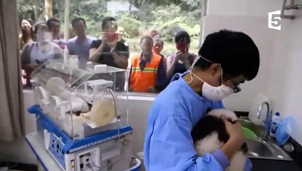 Apprendre à faire caca à un bébé panda - ZAPPING SAUVAGE