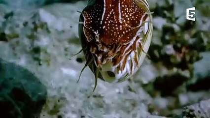 Le nautile est inadapté et il s'en fout - ZAPPING SAUVAGE