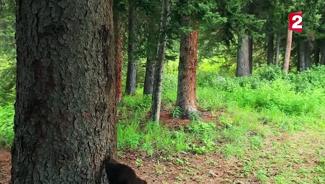 L'ours dansant des Montagnes Rocheuses - ZAPPING SAUVAGE