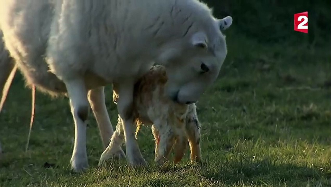 Naissance d'agneau en direct   mise bas brebis - ZAPPING SAUVAGE