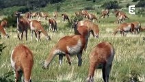 Les folles aventures du lama fâché (guanaco) - ZAPPING SAUVAGE