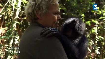 Muriel Robin adopte un petit bonobo - ZAPPING SAUVAGE
