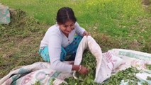 village girl in beautiful mustard farm field working vlog तोरी बारीमा केटि काम गर्दै