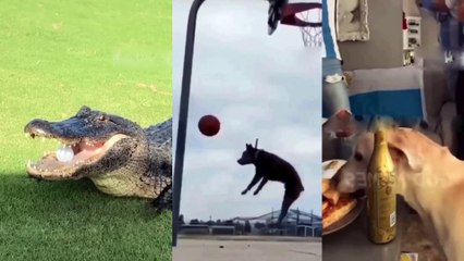 Funny Dogs And Cats Videos 2023-----Best Funniest Animal Video Of The Day---#127---أفضل فيديو مضحك مضحك اليوم