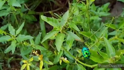 বাংলা চটি | গোপনে দেখুন | A lot of japanese apples in cashmere