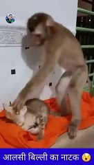 आलसी बिल्ली का नटखट  _ cat and monkey comedy _ #shorts _ #funnyvideo _ #viral