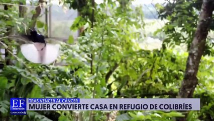 Mujer convierte su casa en un refigio para colibríes
