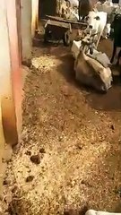 The cow shed has become a hell, the cow dynasty is dying in agony