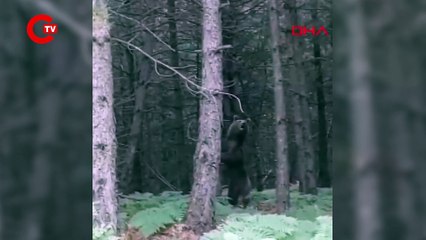 Yalova'da ayı ve yavruları kamerada