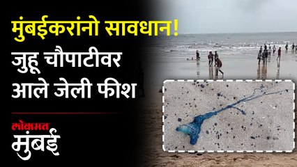 जुहू चौपाटीवर ब्लू बॉटल जेली फीश, चावले तर नेमकं काय करायचं?