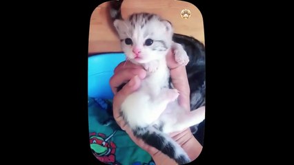 Kucing Lucu - Kumpulan Kucing Lucu - funny Cat - Funny Cat ad Dog - Funny Animal _ Part 14