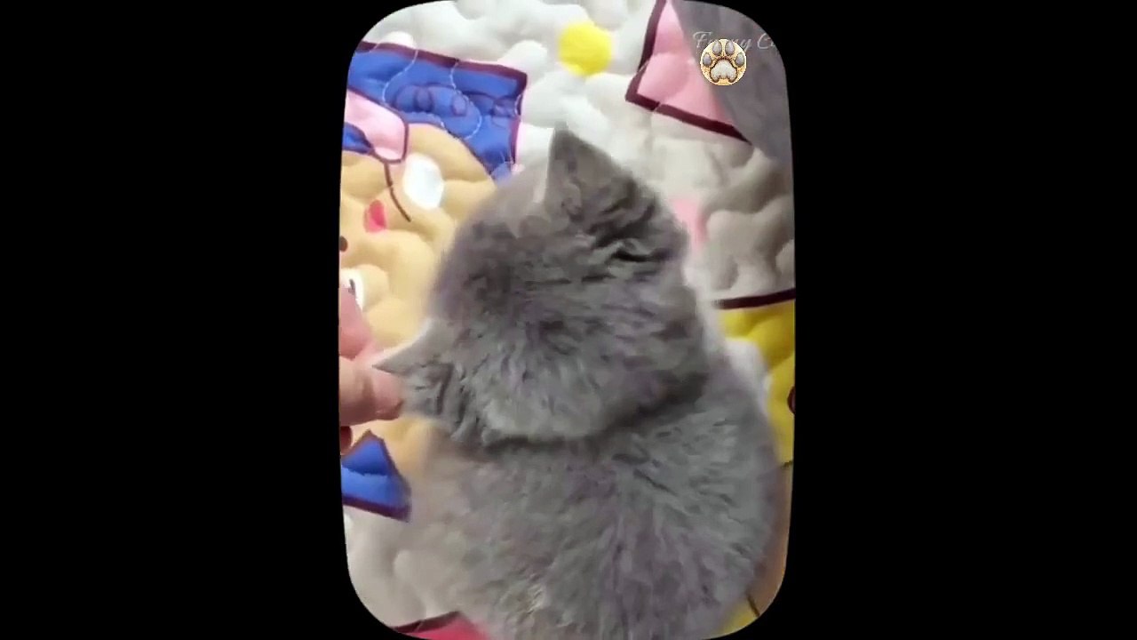 Cute little cat  animals 2023 _ Part 18