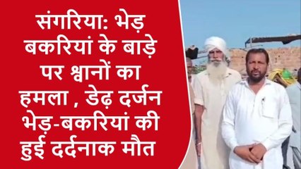 हनुमानगढ़: भेड़ बकरियां के बाड़े पर श्वानों ने किया हमला, बिछी लाशें, मचा हड़कंप