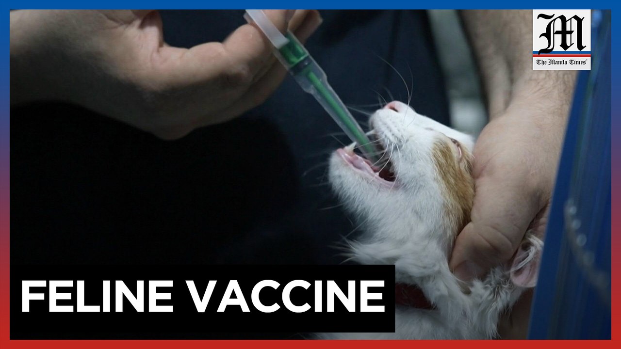 Human Covid meds repurposed to save Cyprus cats