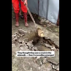 "İçinden garip sesler geliyor" demişlerdi... Kaldırımdaki çatlaktan 3 timsah çıktı!