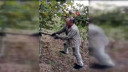 Zonguldak'ta çiftçi fındık fiyatına isyan etti, ağaçlarını kesti!