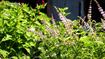 Yakın Rotalar: Amasra