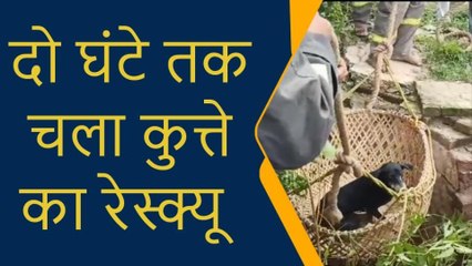 प्रतापगढ़: 65 फिट गहरे कुएं में गिरा लावारिस कुत्ता, 2 घंटे तक चला फायर ब्रिगेड का रेस्क्यू