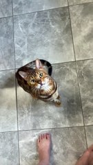 Bengal Cat Trained To Do Classic Dog Tricks