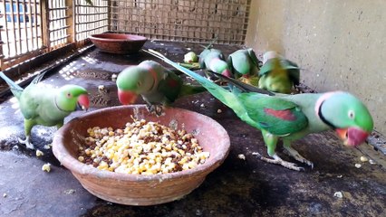Parrots are eating corn