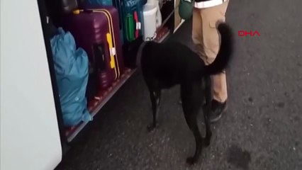 Gaziantep'te 6 Kilo Skunk Ele Geçirildi, 2 Kişi Gözaltına Alındı