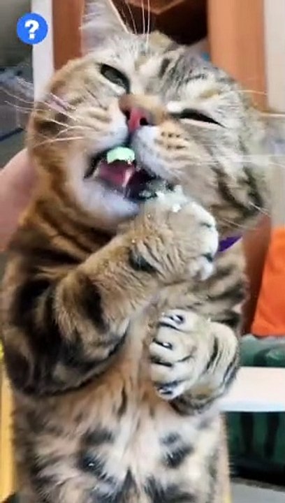 What this food ❌ KILLS your  CAT?!