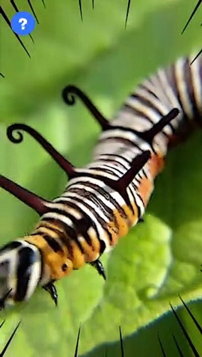 world's  DEADLIEST caterpillar: Don't touch it! | Lonomia obliqua #shorts #youtubeshorts