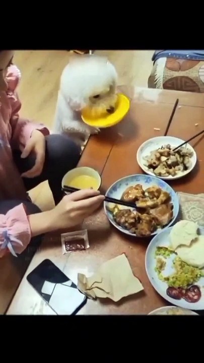 Smart dog 