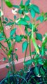 Arboles de chile de arbol aji guindillas pepper macetas jardin patio hortaliza huerto