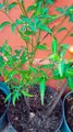Planta de chile chiltepin arbol en maceta de el jardin en el patio horticultura huerto particular