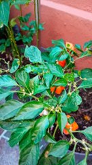 Arbol de chile habanero planta aji guindilla pepper en maceta jardin en el patio huerto organico