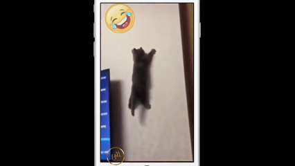 Funny pets  9 short
