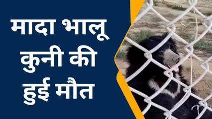 इटावा: सफारी पार्क में मादा भालू की हुई मौत, पोस्टमार्टम के बाद खुलेगा राज