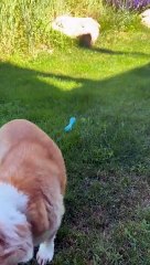 Blind Corgi Plays Fetch
