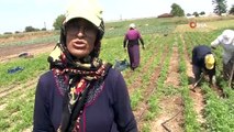 Edirne'de Mevsimlik Tarım İşçileri Sıcaklara Rağmen Çalışıyor