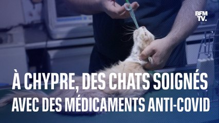 À Chypre, les chats sont soignés avec des médicaments contre le Covid-19