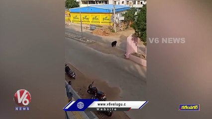 Bear Hulchul In Karimnagar Roads | V6 News