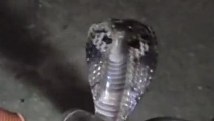 पश्चिमी चंपारण: बीच सड़क पर आ धमका ब्लैक कोबरा, थम गई राहगीरों की सांस