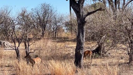 Leopard Takes Down Its Prey
