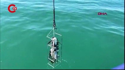 Balıkçılık tehlikede Deniz suyu sıcaklıkları son 53 yılın zirvesinde