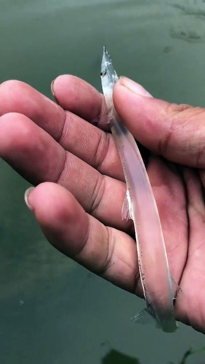 Kudrat Ka Karishma pardarshi Machhali