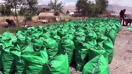 Şırnak'ta Aile Meşe Kömürü Üreterek Geçim Sağlıyor